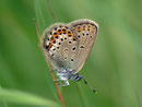 Plebejus argus (Geissklee-Bläuling, Männchen) / CH VS Val d'Anniviers Zinal Barneuza 2173 m, 04. 07. 2011