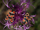 Zygaena fausta(Bergkronwicken-Widderchen) / ZYGAENIDAE (Widderchen, Blutströpfchen)