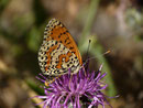 Melitaea didyma (Roter Scheckenfalter) / CH VS Grône, Loye, Daillet 1000 m, 11. 07. 2018
