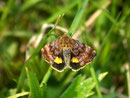 Panemeria tenebrata (Hornkraut-Tageulchen) / NOCTUIDAE (Eulen)