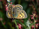 Lycaena virgaureae (Dukatenfalter, Weibchen) / CH VS Mattmark-Stausee 2190 m, 09. 08. 2010
