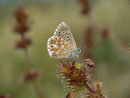 Polyommatus bellargus (Himmelblauer Bläuling) / CH BE Hasliberg 1070 m, 27. 08. 2017