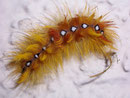 Acronicta aceris (Ahorn-Rindeneule) / CH BE Hasliberg 1240 m, 20. 09. 2009