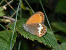 Coenonympha arcania (Weissbindiges Wiesenvögelchen) / CH TI Val Colla 1150 m, 27. 07. 2010