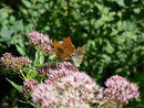 Argynnis paphia (Kaisermantel, Männchen) / CH BE Hasliberg 1200 m, 31. 07. 2010