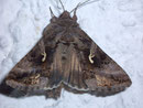 Autographa gamma (Gammeule) / NOCTUIDAE (Eulen)