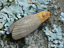 Lithosia quadra (Vierpunkt-Flechtenbärchen, Männchen) / CH BE Hasliberg 1050 m, 14. 07. 2015