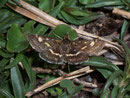 Pyrausta porphyralis / CRAMBIDAE/Pyraustinae(Zünsler)