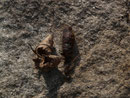 Lymantria dispar (Schwammspinner, Exuvie) / CH TI Riviera, Iragna 415 m, 12. 03. 2020