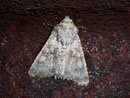 Hecatera bicolorata (Hasenlatticheule) / NOCTUIDAE (Eulen)