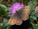 Erebia aethiops (Graubindiger Mohrenfalter, Weibchen) / NYMPHALIDAE/Tr. Erebiini (Edelfalter)