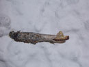 Taleporia tubulosa