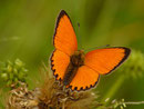 Lycaena virgaureae (Dukatenfalter, Männchen) / CH VS Reckingen, 25. 07. 2019