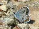Plebejus argus (Geissklee-Bläuling) / CH GR Calancatal Misox Sta. Maria 1100 m, 21. 06. 2011