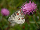 Parnassius apollo (Apollofalter) CH BE Hasliberg 1100 m, 30. 05. 2014