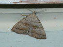 Herminia tarsicrinalis (Braungestreifte Spannereule) / NOCTUIDAE/Herminiinae (Eulen)