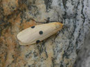 Lithosia quadra (Vierpunkt-Flechtenbärchen, Weibchen) / CH BE Hasliberg 1240 m, 09. 08. 2015