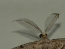 Peribatodes secundaria (Nadelholz-Rindenspanner, Männchen) / CH BE Hasliberg  1050 m, 25. 08. 2014