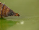 Kremaster von Ennomos quercinaria