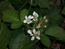 Rubus fruticosus (Rosaceae)