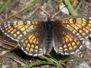 Melitaea varia (Alpen-Scheckenfalter, Weibchen) / CH VS Simplonpass 2200 m, 24. 07. 2008