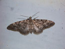 Eupithecia lanceata (Fichten-Blütenspanner) / GEOMETRIDAE/Larentiinae (Spanner)