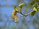 Betula pendula (Hängebirke) / Betulaceaqe