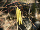 Corylus avellana (Hasel) / Betulaceae