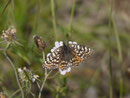 Melitaea didyma (Roter Scheckenfalter, Weibchen) / CH VS Sierre Unterer Pfynwald 560 m, 28. 09. 2015