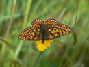 Euphydryas aurinia aurinia (Skabiosen-Scheckenfalter, Weibchen) / CH OW Giswil Usser Allmend 483 m, 08. 05. 2014