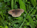 Maniola jurtina (Grosses Ochsenauge, Männchen) / NYMPHALIDAE/Satyrinae (Edelfalter)