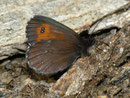 Erebia euryale adyte (Männchen) / CH TI Gotthardpass, Lago della Sella 2240 m, 27. 07. 2012