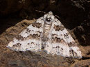 Ascotis fortunata / GEOMETRIDAE/Ennominae (Spanner)