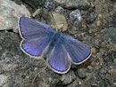 Plebeius orbitulus (Heller Alpenbläuling, Männchen) / LYCAENIDAE/Polyommatini (Bläulinge)