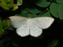 Scopula ternata (Heidelbeer-Kleinspanner) / CH BE Hohgant 1847 m, 30. 07. 2012