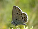 Plebejus argus (Geissklee-Bläuling) / CH VS Laggintal 1540 m, 20. 07. 2009