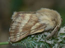 Malacosoma castrensis (Wolfsmilch-Ringelspinner) / LASIOCAMPIDAE (Glucken)