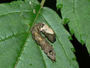 Thyatira batis (Rosen-Eulenspinner, Roseneule) / CH TI Bolle di Magadino 199 m, 01. 10. 2013