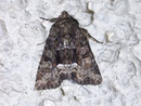 Oligia versicolor (Buntes Halmeulchen) / NOCTUIDAE (Eulen)