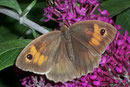 Maniola jurtina (Grosses Ochsenauge, Weibchen)  / NYMPHALIDAE/Satyrinae (Edelfalter)