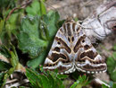 Callistege mi (Klee-Bunteule, Scheck-Tageule) / NOCTUIDAE (Eulen)