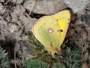 Colias croceus (Postillon, Männchen) / CH BE Hasliberg 1050 m, 18. 03. 2007
