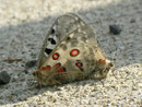 Parnassius apollo (Apollofalter) CH BE Hasliberg 1150 m, 25. 07. 2013