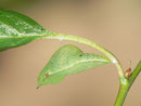 Gonepteryx rhamni (Zitronenfalter,) / CH BE Hasliberg 1100 m, 30. 07. 2016 an Rhamnus pumila
