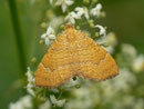 Camptogramma bilineata (Ockergelber Blattspanner) / CH BE Hasliberg 1050 m, 13. 06. 2012