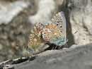Polyommatus bellargus (Himmelblauer Bläuling, Paarung) / CH BE Hasliberg 1050 m, 23. 05. 2014