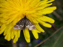 Pyrausta cingulata / CRAMBIDAE/Pyraustinae(Zünsler)