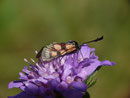 Zygaena carniolica (Krainisches Widderchen) / CH VS Grône Loye 911 m, 11. 07. 2018