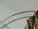 Apamea monoglypha