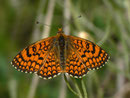 Melitaea deione (Männchen) / NYMPHALIDAE/Tribus Meliteaini (Edelfalter)
